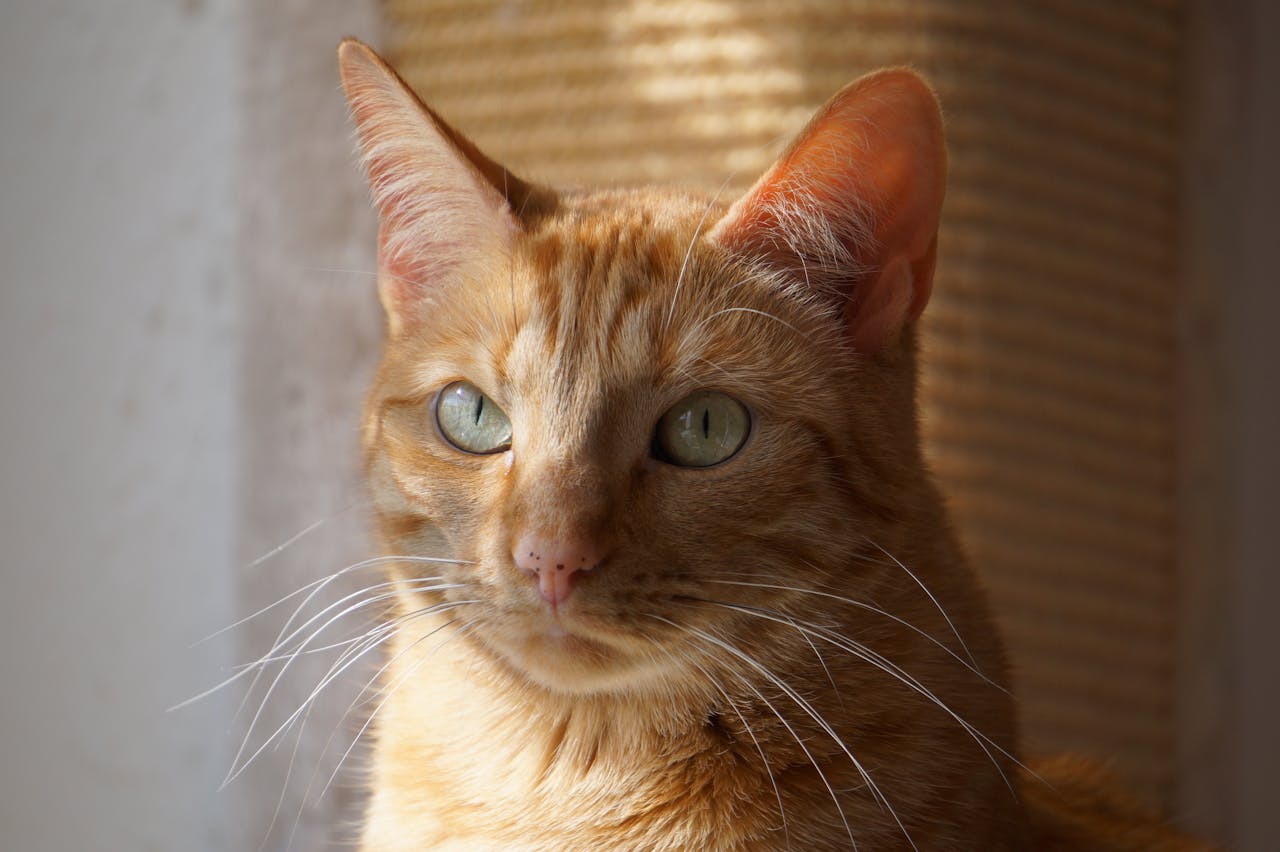 gallery-5 Close-up portrait of a ginger cat basking in warm sunlight, showing elegance and calmness.