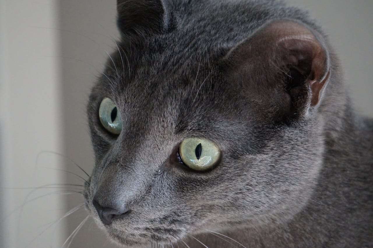 gallery-4 A detailed close-up of a grey cat showcasing its vibrant green eyes and sleek fur.