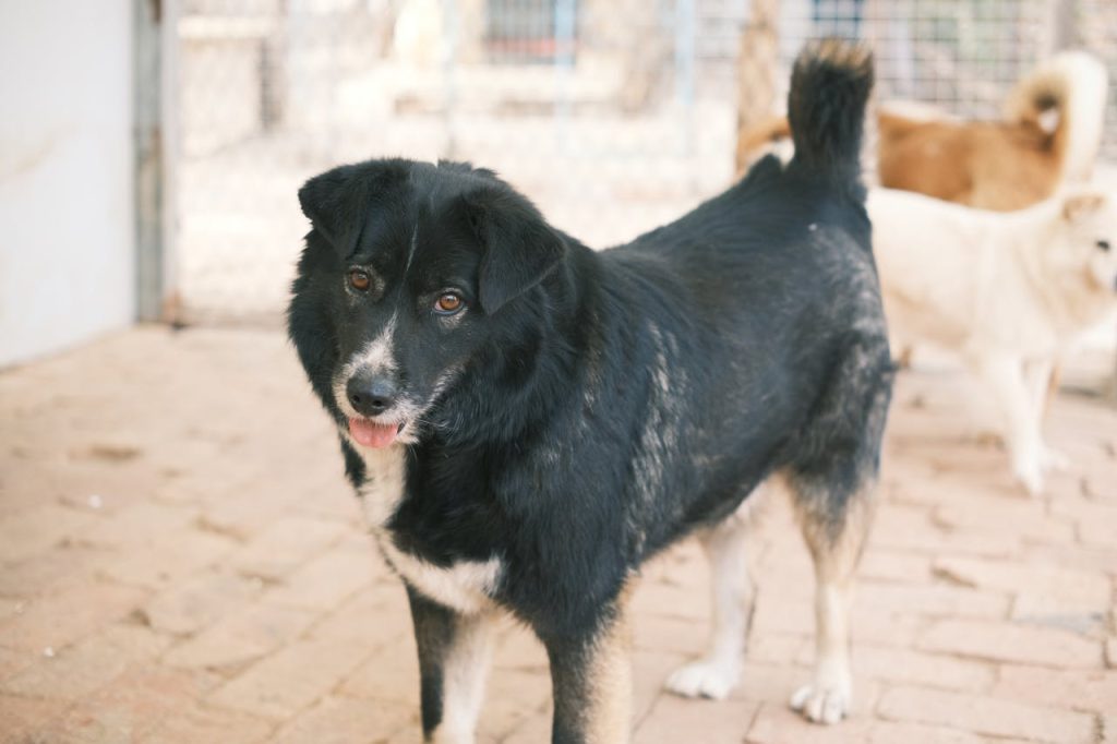 pexels-photo-16465591 Black and white mixed-breed dog in a shelter with other dogs, bright indoor setting.