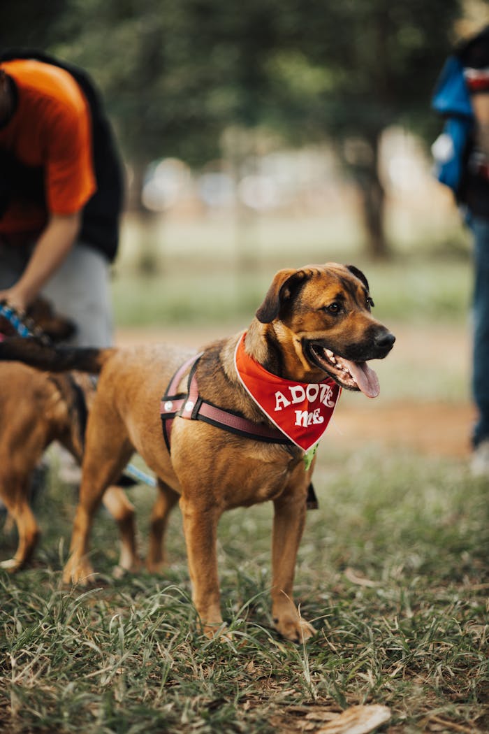 about-01 Friendly dog with adoption bandana standing in park, ideal for pet adoption themes.