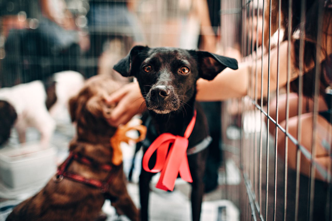 why-choose-us Cute black dog with red ribbon in animal shelter, symbolizing hope and rescue.