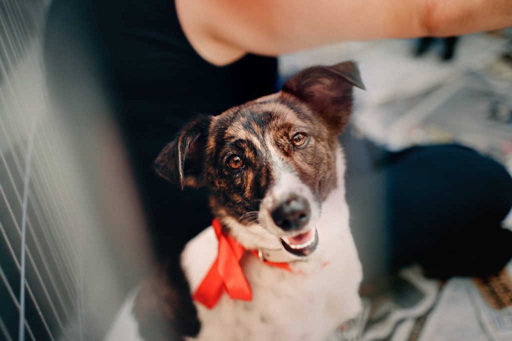 pexels-photo-1904106 A joyful rescue dog adorned with a red bow glancing upwards, sitting next to a person.