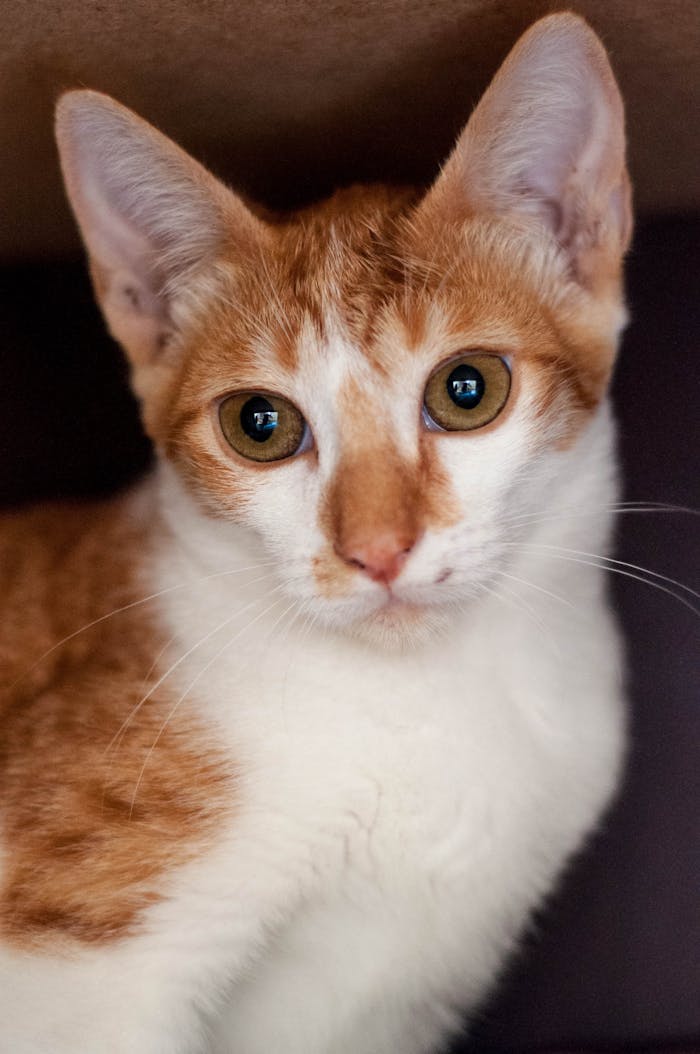 gallery-3 Close-up portrait of a curious ginger and white cat looking directly at the camera.