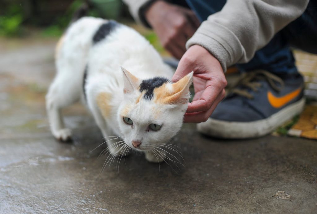 pexels-photo-27359094 Close-up of a calico cat being petted by a person, outdoors on a rainy day.