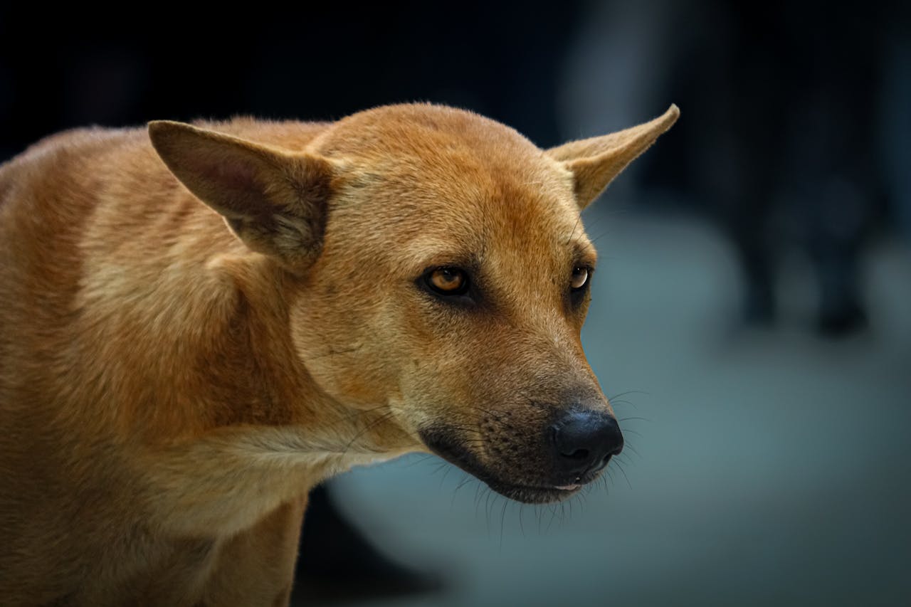 our-services-3 A stray dog in Dhaka captured in a thoughtful pose, highlighting its expressive eyes.