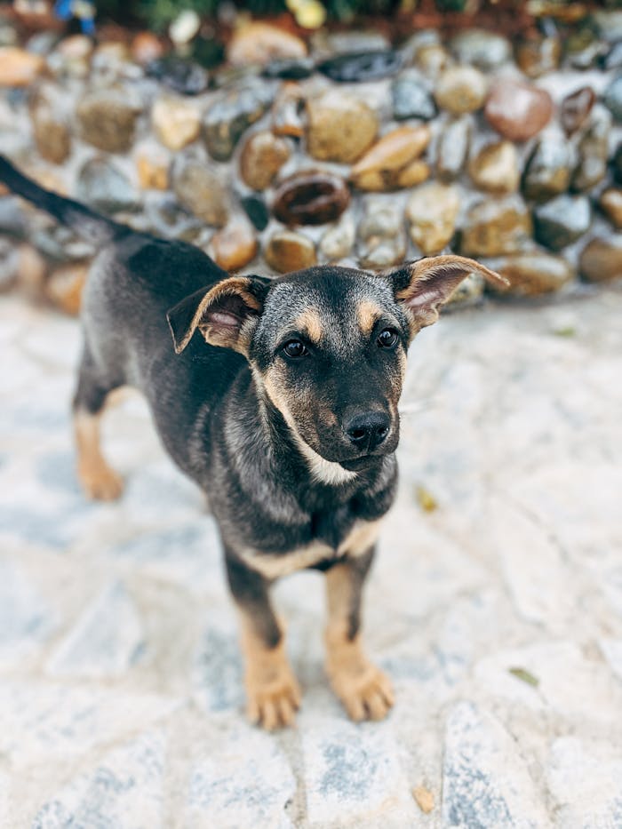 gallery-1 Charming puppy with brown fur standing on a stone pathway in Dalat, Vietnam.