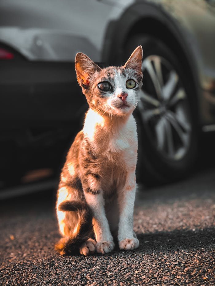 pexels-photo-4914045 Adorable calico kitten sits on sunlit street, exuding charm and curiosity.
