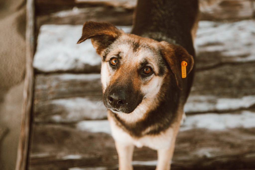 pexels-photo-6342157 Adorable brown and black dog outdoors gazing up. Perfect for pet lovers.